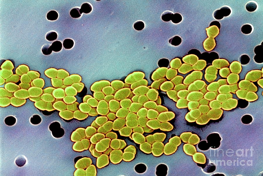Drug-resistant Bacteria #1 Photograph by Cdc/janice Carr/science Photo Library