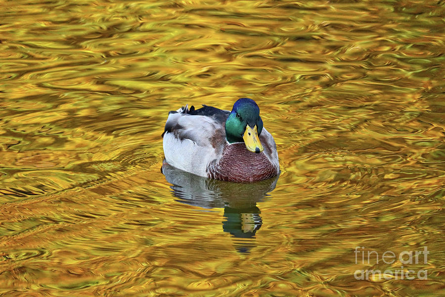 Bird Photograph - Duck on Golden Pond 2 by Carol Groenen