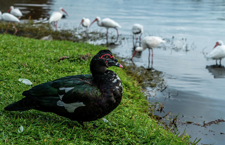 Duck Photograph - Ducks And Ibis by Ric Schafer Duck Photograph - Ducks And Ibis by Ric Schafer