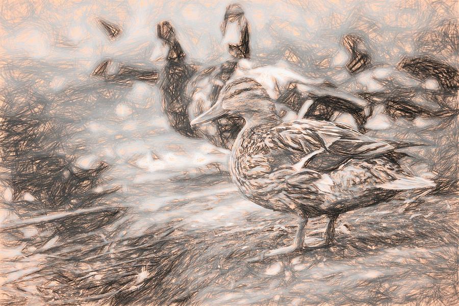 Ducks on Shore Sketch #1 Photograph by Don Northup