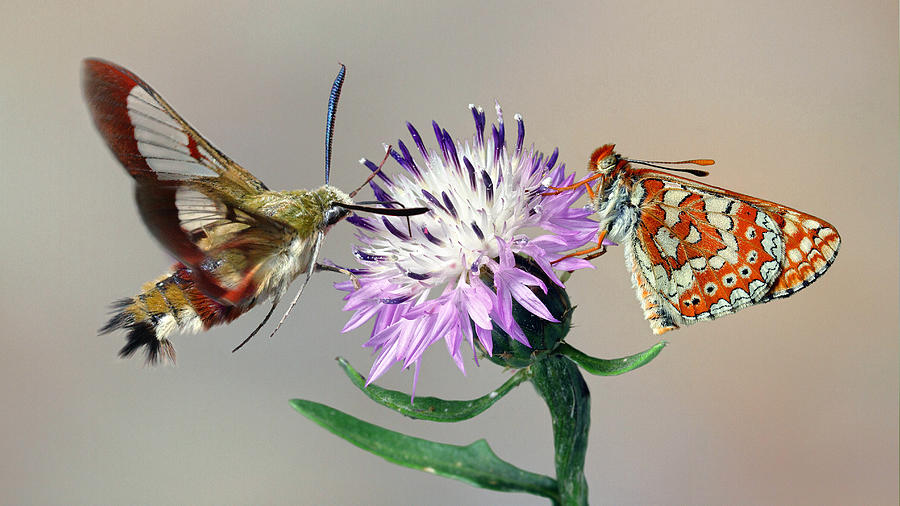 Butterfly Photograph - Duet #1 by Jimmy Hoffman