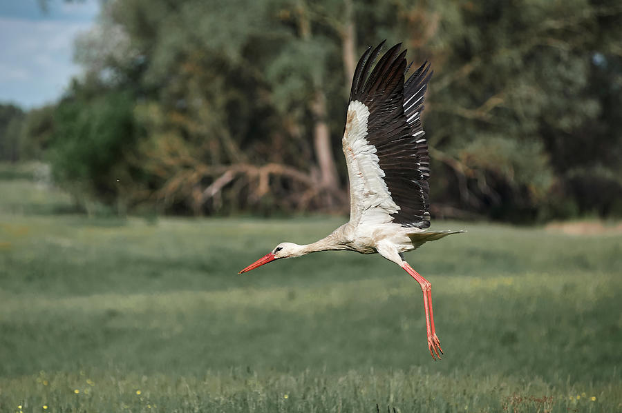 Summer Photograph - Dult Stork Flies Over An Empty Field, Village #1 by Cavan Images