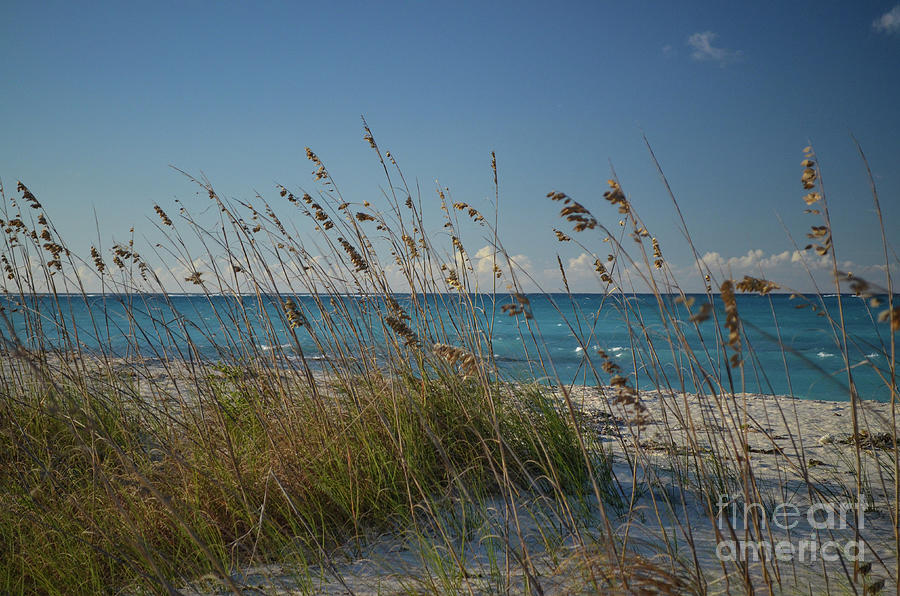 Turks And Caicos-dune Grasses Photograph by Judy Wolinsky