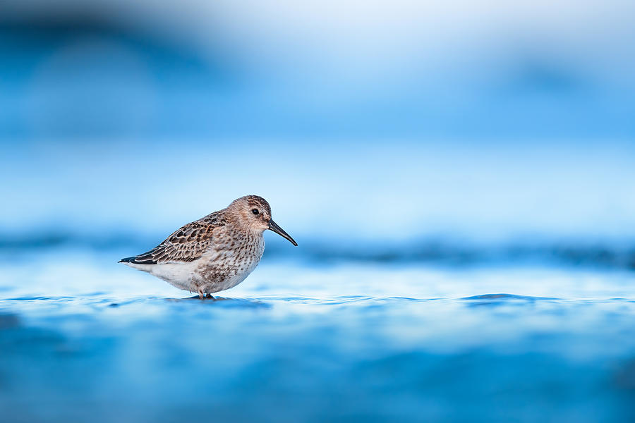 Wildlife Photograph - Dunlin During Autumn Migration #1 by Magnus Renmyr