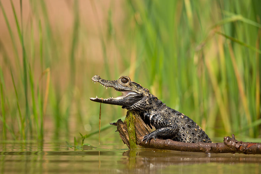 Crocodile Photograph - Dwarf Crocodile #1 by Milan Zygmunt