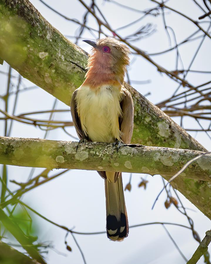 Dwarf Cuckoo El Escobal Ibague Tolima Colombia #1 Photograph by Adam Rainoff