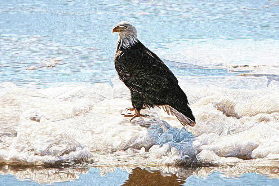 Eagle Adrift #1 Photograph by John Freidenberg