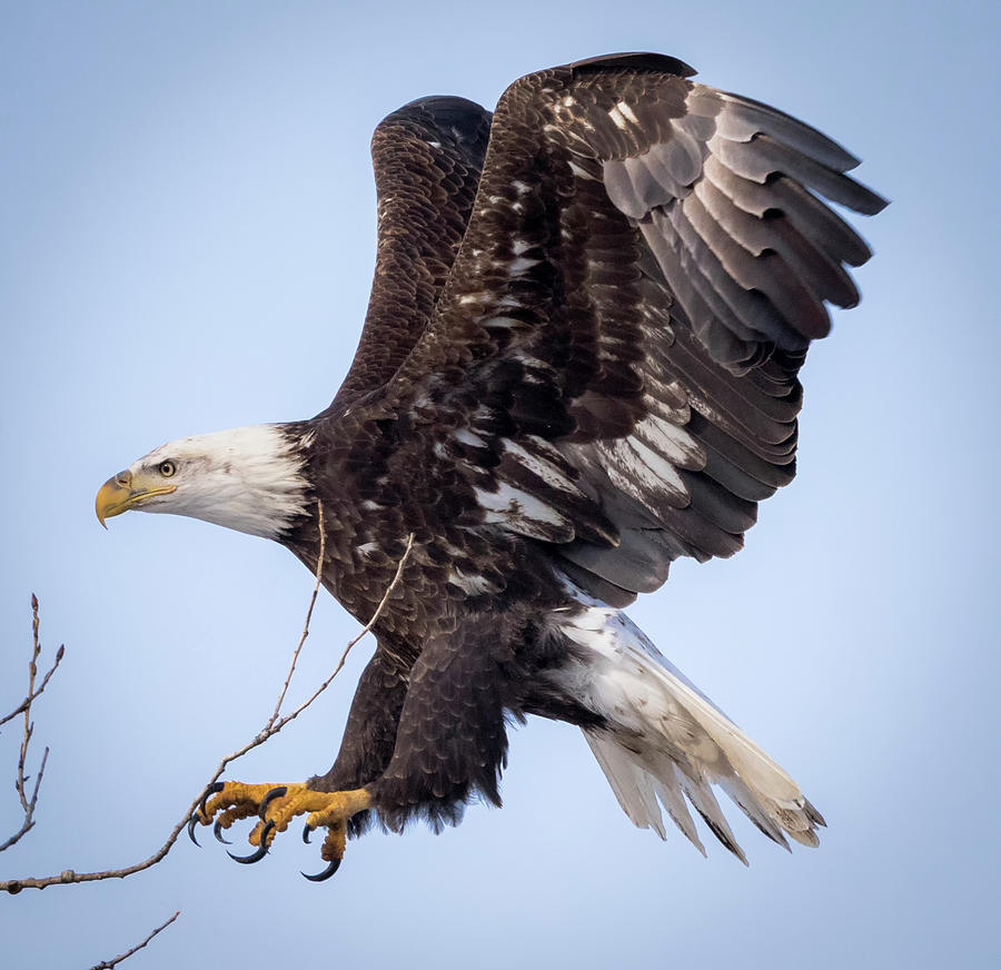 Eagle Coming in For a Landing by Ricky L Jones Eagle Coming in For a Landing by Ricky L Jones