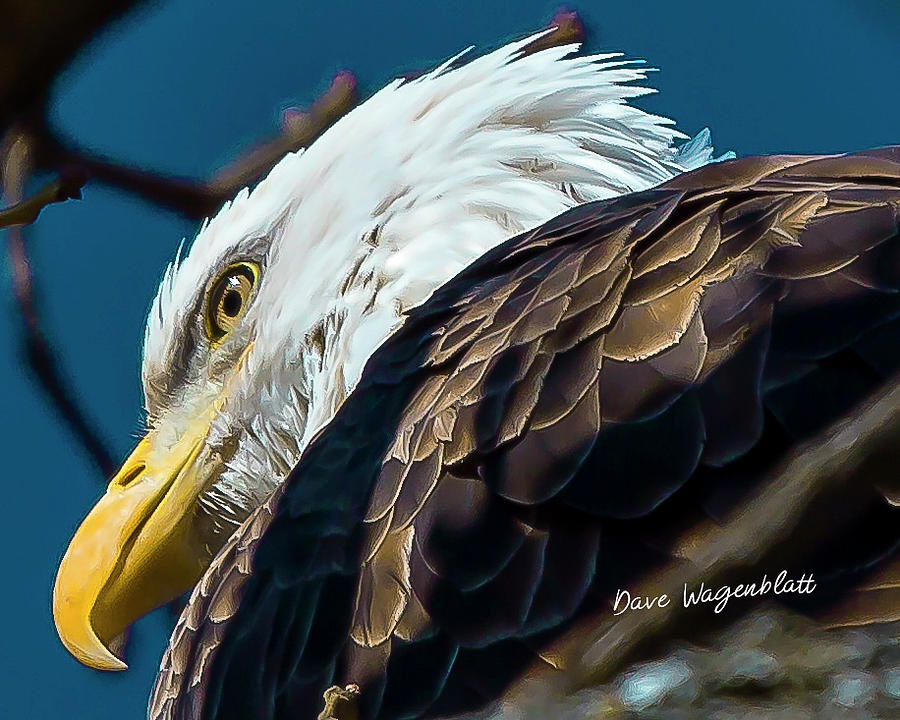 Eagle  #2 Photograph by David Wagenblatt