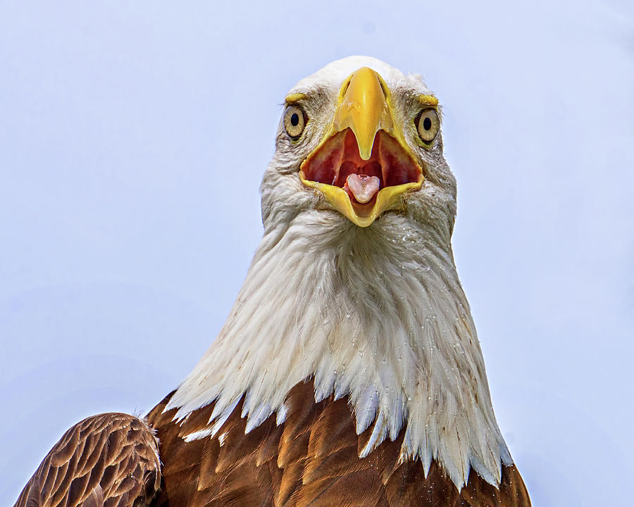 Eagle #2 Photograph by Dennis Dugan