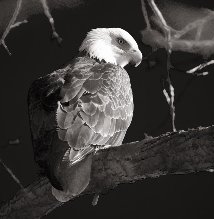 Eagle Eye #1 Photograph by Phil S Addis