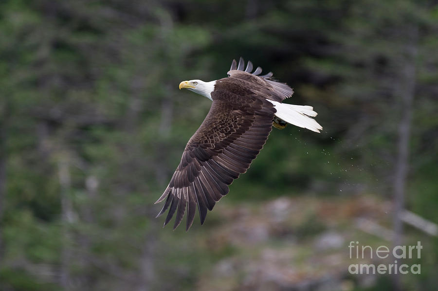 Eagle Flight #1 Photograph by Louise Magno