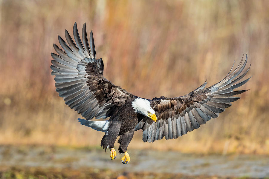 Eagle Photograph - Eagle Flight by Mike Centioli