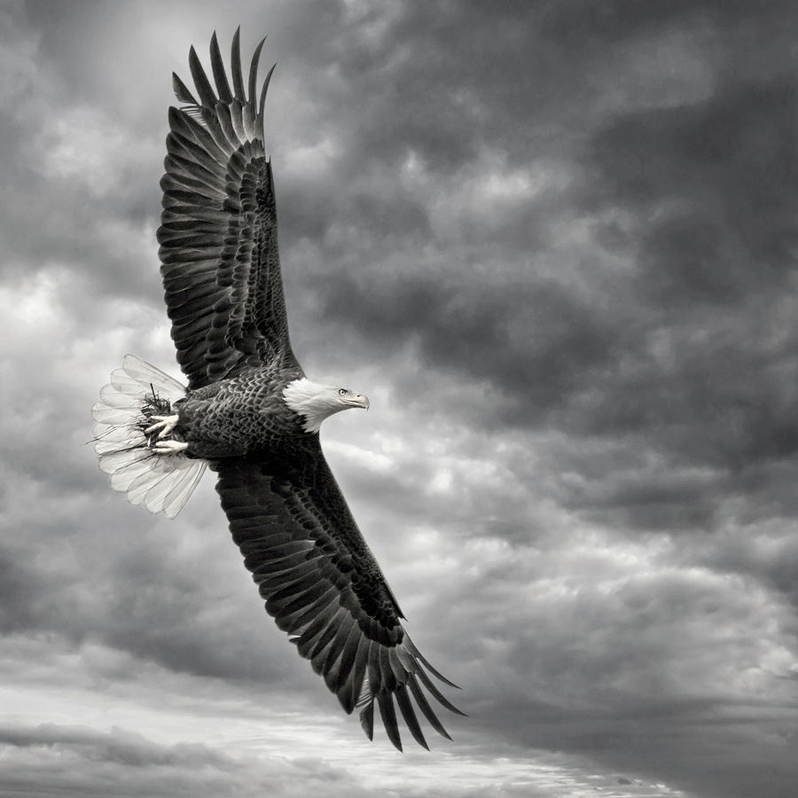 Animal Photograph - Eagle In Flight #1 by Phburchett