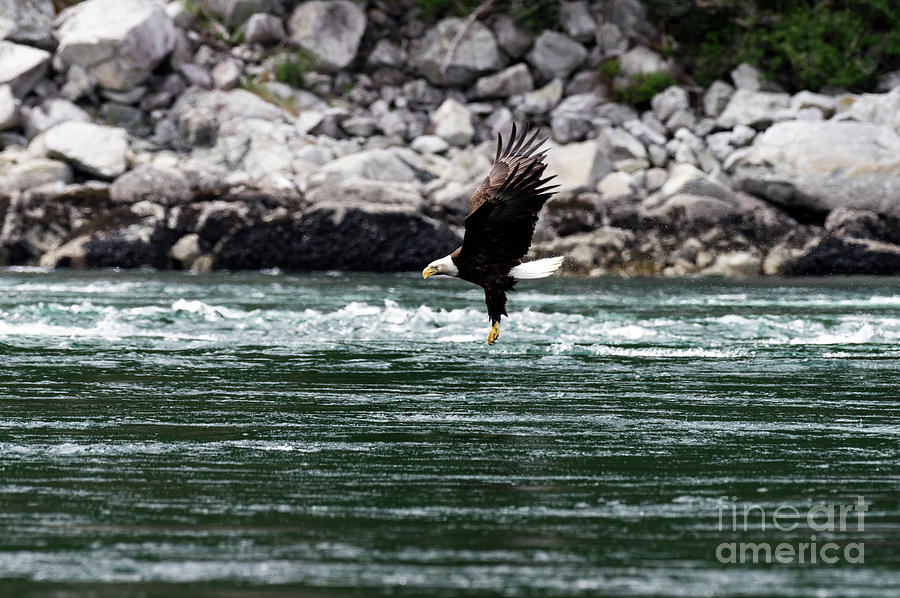 Eagle #1 Photograph by Louise Magno