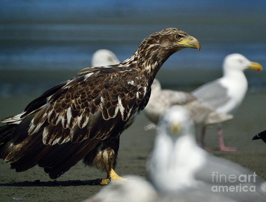 Eagle Photograph - Eagle #1 by Marc Bittan