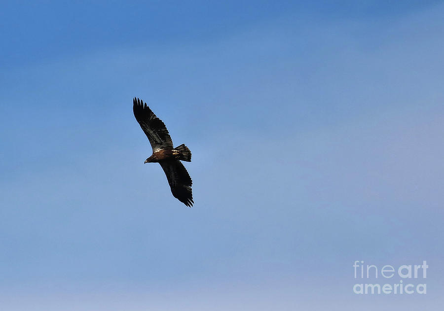 Animal Photograph - Eagle On The Hunt #1 by Sandra Huston