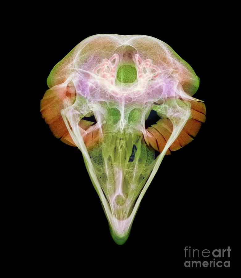 Eagle Owl Skull Photograph by D. Roberts/science Photo Library