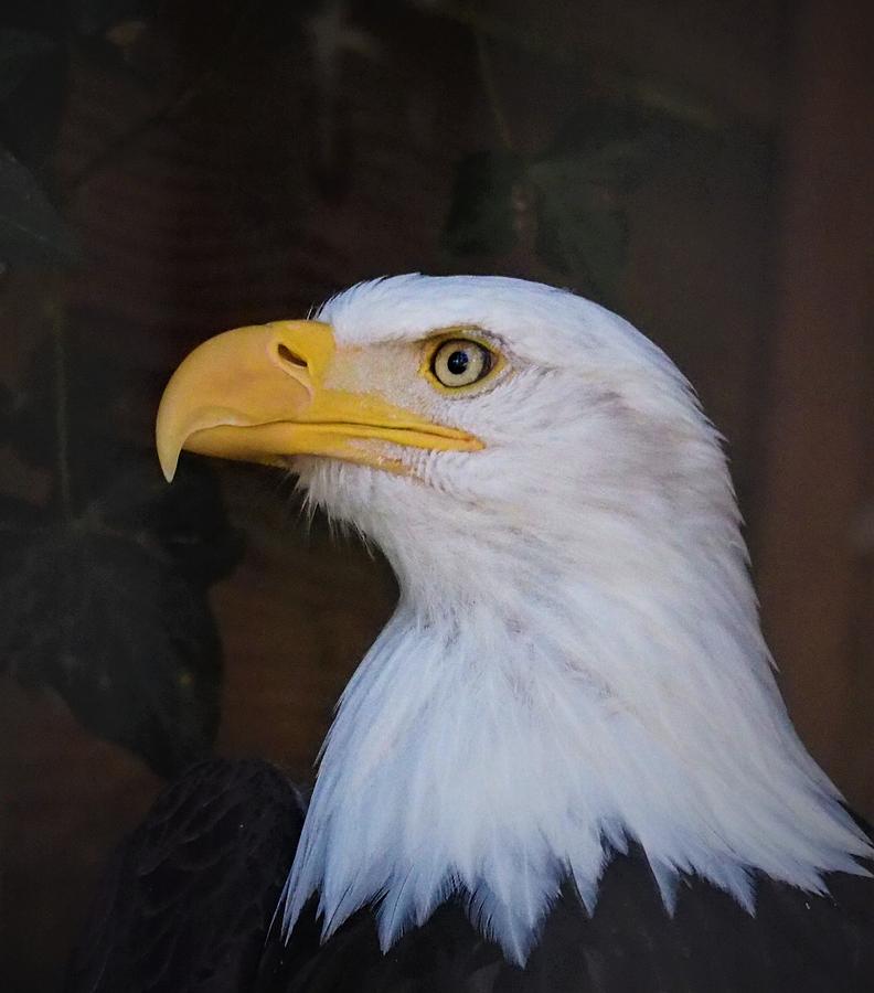 Eagle Portrait #1 Photograph by Darrell MacIver