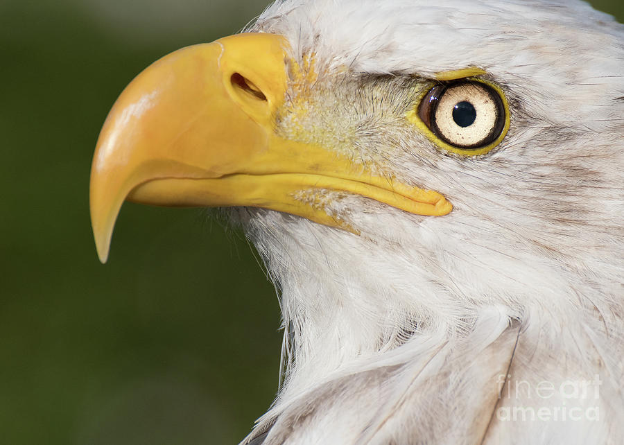 Eagle Portrait by Eyeshine Photography Eagle Portrait by Eyeshine Photography