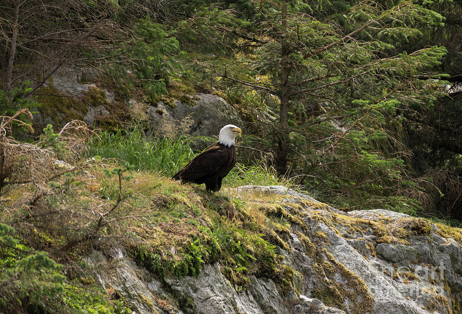 Eagle Watch #1 Photograph by Louise Magno
