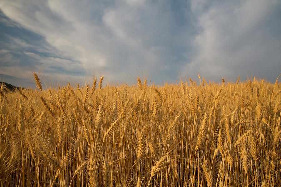 Early Morning Landscape Of Wheat In #1 Photograph by Darrell Gulin