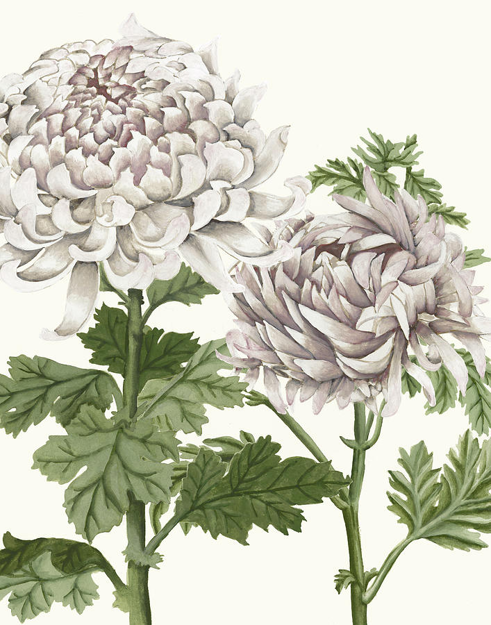 Early Spring Chrysanthemums IIi #1 Painting by Naomi Mccavitt