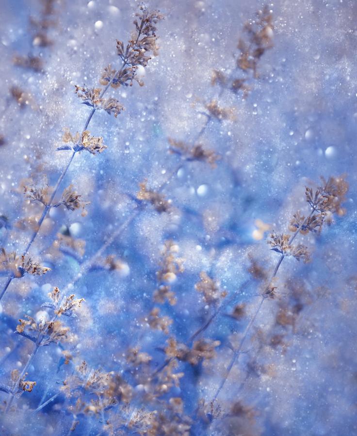Christmas Photograph - Early Winter #1 by Delphine Devos