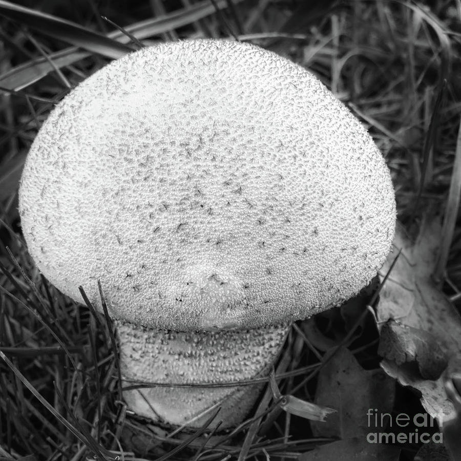 Earthball Mushroom Digital Art By Elisabeth Lucas - Fine Art America