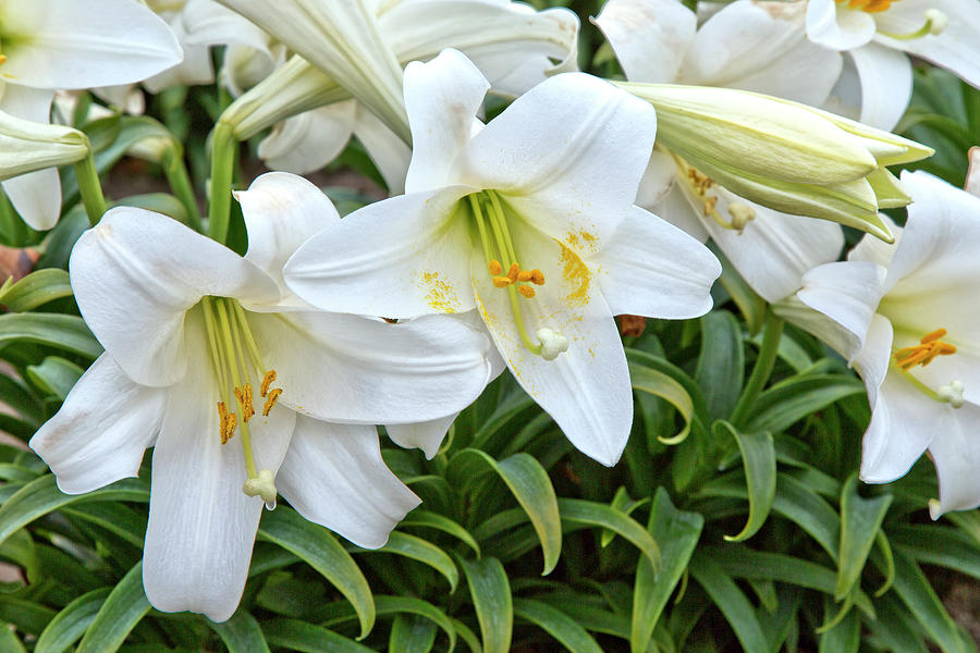 Easter Lilies Photograph by Inga Spence | Fine Art America