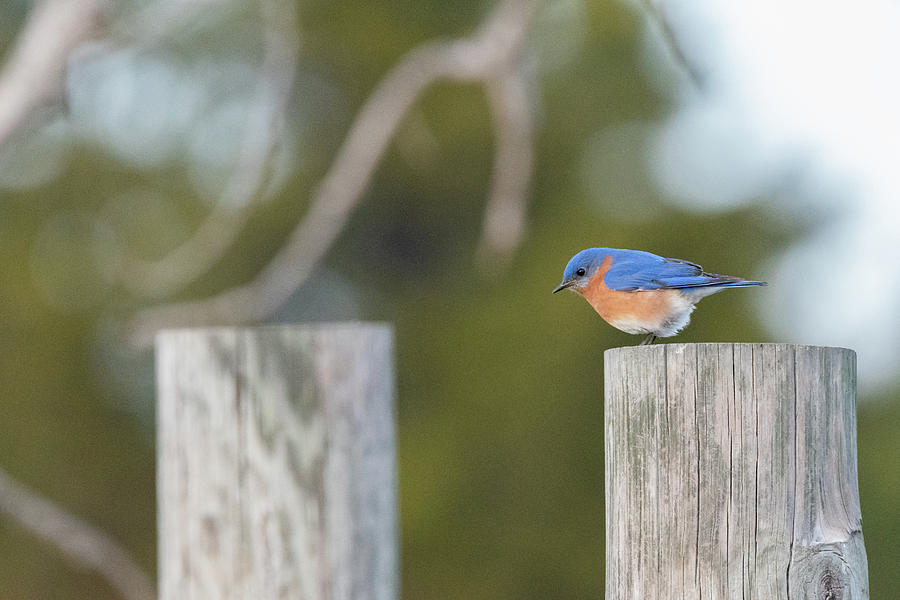 Eastern Bluebird on fence post Photograph by Danielle Christine White ...