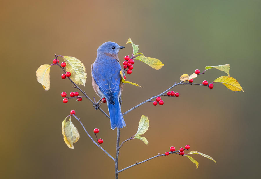 Eastern Bluebird Photograph by Donald Luo - Fine Art America