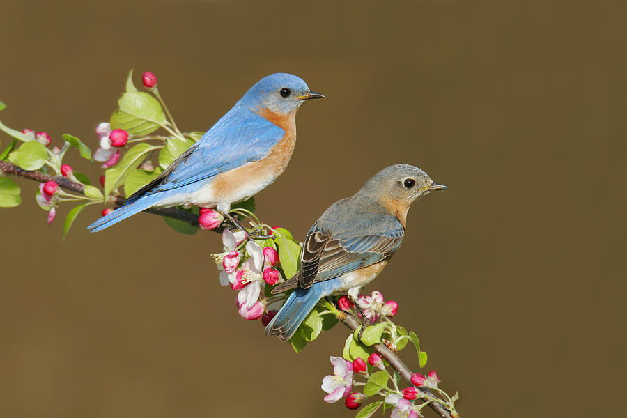 Eastern Bluebird Pair #1 Photograph by James Zipp