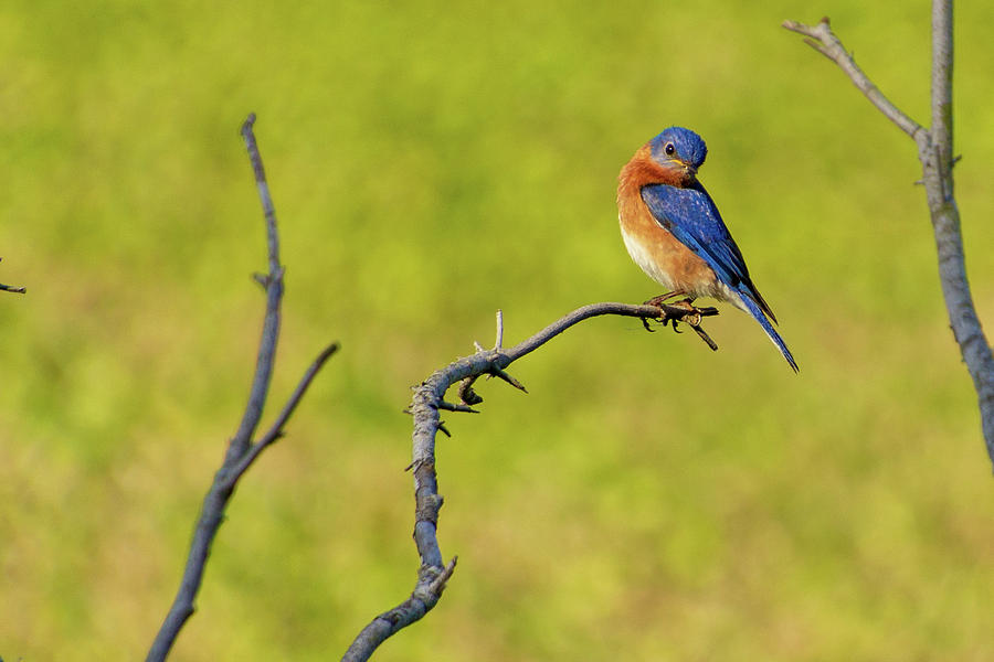Eastern Bluebird by Randy Bayne Eastern Bluebird by Randy Bayne