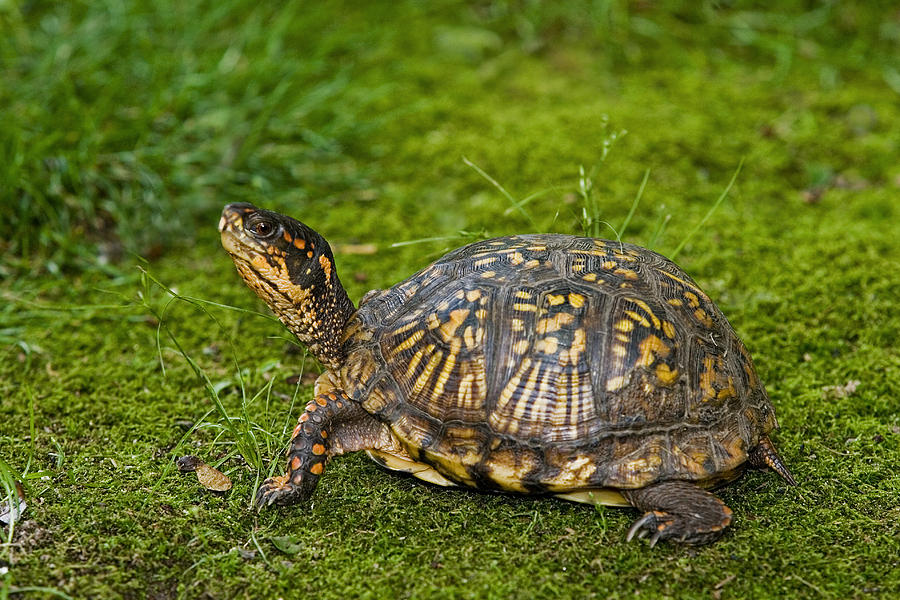 Eastern Box Turtle #1 Photograph by James Zipp