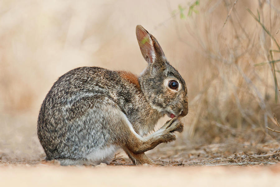 Eastern Cottontail Sylvilagus Photograph by Danita Delimont Eastern Cottontail Sylvilagus Photograph by Danita Delimont