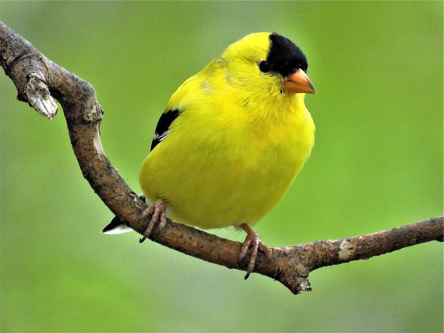 Eastern Goldfinch  #1 Photograph by Lori Frisch