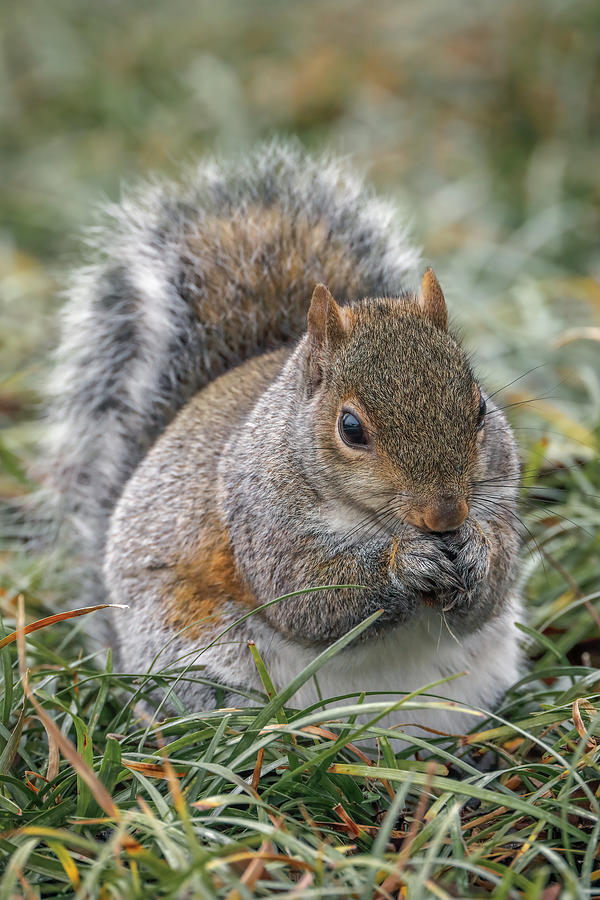 Adam Jones Photograph - Eastern Gray Squirrel, Kentucky #1 by Adam Jones