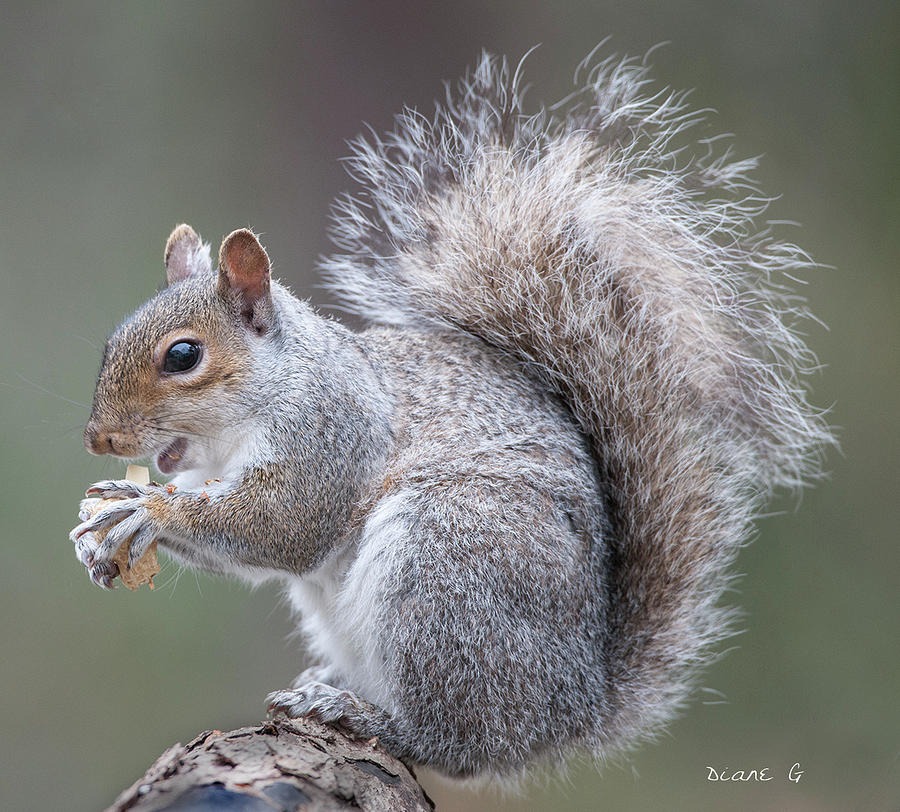 Eastern grey Squirrel #1 Photograph by Diane Giurco