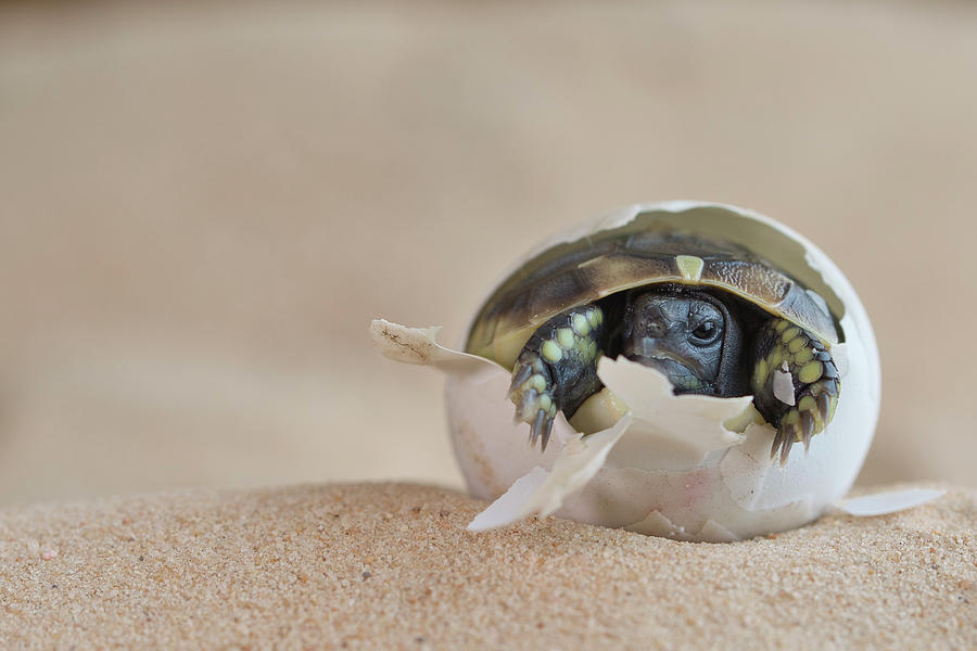 Eastern Hermann's Tortoise Hatching From Egg Photograph by Edwin ...