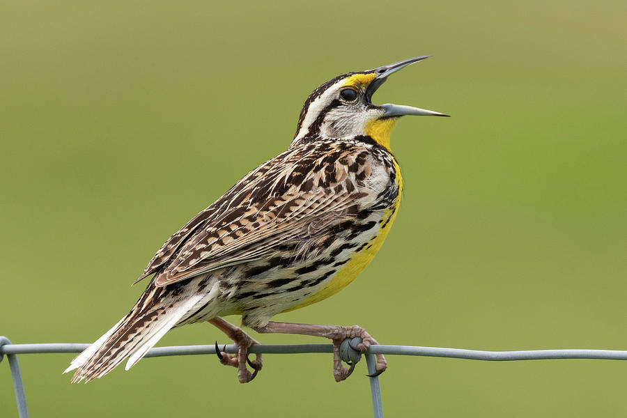 Eastern Meadowlark Photograph by Dan Ferrin | Fine Art America