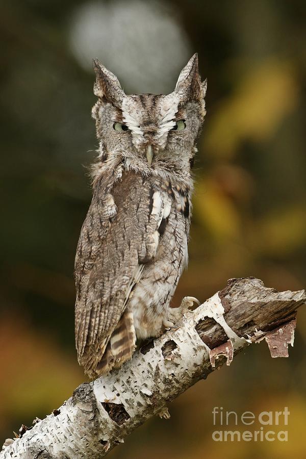 Eastern Screech Owl  #1 Photograph by Heather King