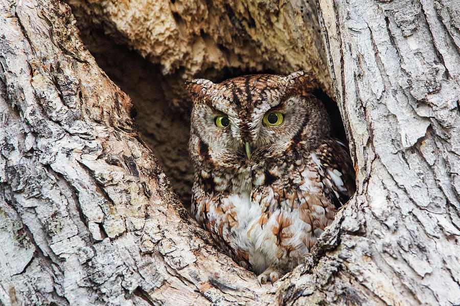 Eastern Screech Owl in spring #1 Photograph by Mircea Costina Photography