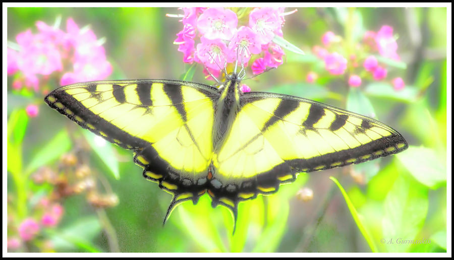 Eastern Tiger Swallowtail Butterfly #1 Photograph by A Macarthur Gurmankin