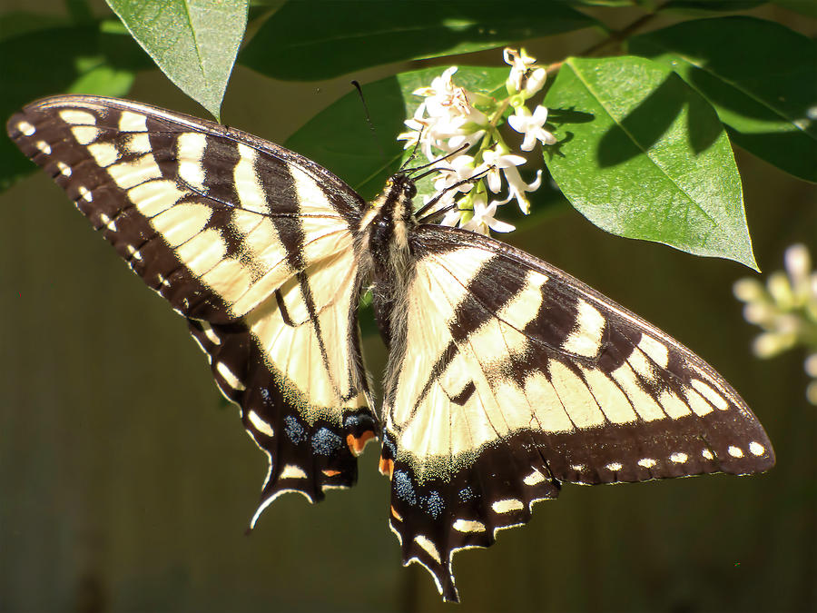 Butterfly Mixed Media - Eastern Tiger Swallowtail  Butterfly Wingspan #1 by Leslie Montgomery