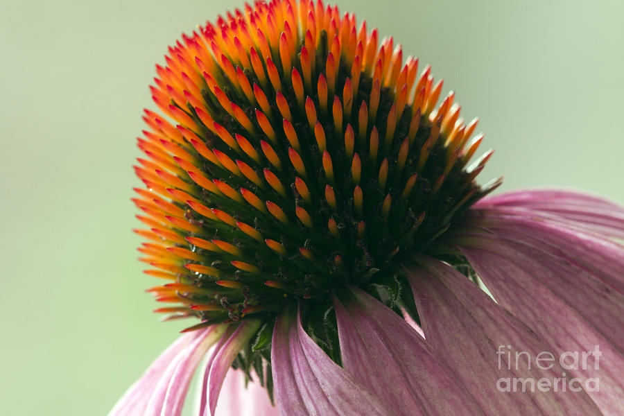 Coneflower Photograph - Echinacea Eye Candy by Tammy Harriss Coneflower Photograph - Echinacea Eye Candy by Tammy Harriss