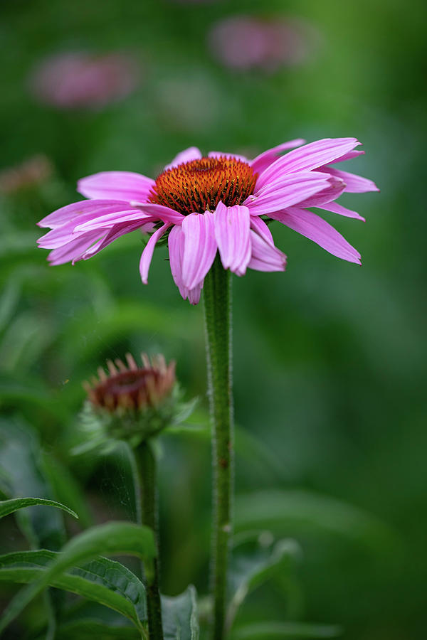 Echinacea Flowers Outside #1 Photograph by Eising Studio