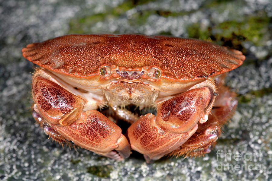 Edible Crab #1 by Dr Keith Wheeler/science Photo Library