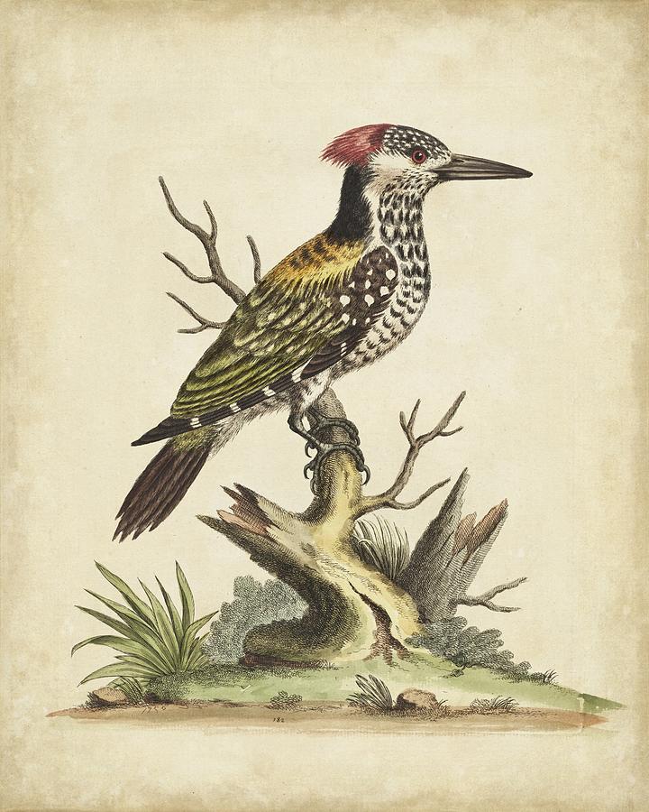 Animal Painting - Edwards Woodpecker #1 by George Edwards
