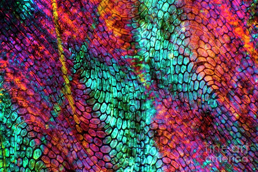 Eel Skin #1 Photograph by Dr Keith Wheeler/science Photo Library - Pixels